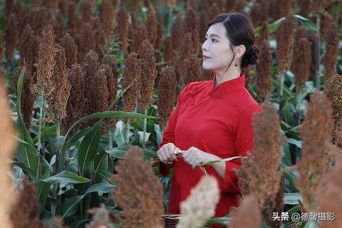 在线观看 高粱红了,红色记忆与革命情怀的深情演绎 第3张 在线观看 高粱红了,红色记忆与革命情怀的深情演绎 第3张