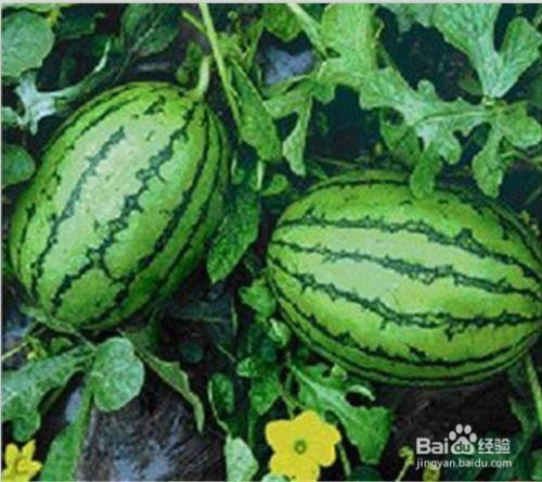 国内免费最大的吃瓜网站,最大吃瓜网站深度解析  第3张